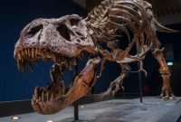 فسیل های دایناسور می توانند درمان سرطان را حفظ کنند. فسیل های دایناسور می توانند درمان سرطان را حفظ کنند.