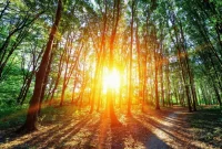 دستیابی به موفقیت سیستم نور خورشید کربن را دقیقاً مانند گیاهان ضبط می کند